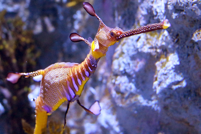 weedy seadragon