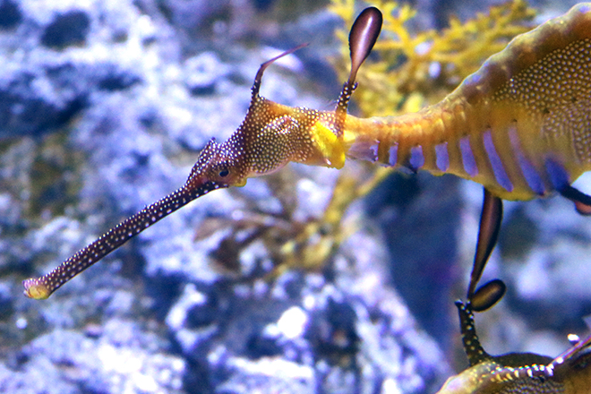 weedy seadragon