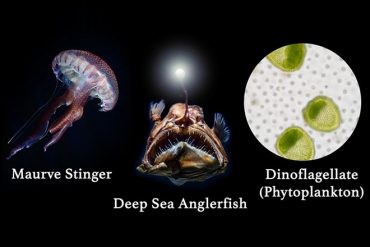 bioluminescent vs biofluorescent